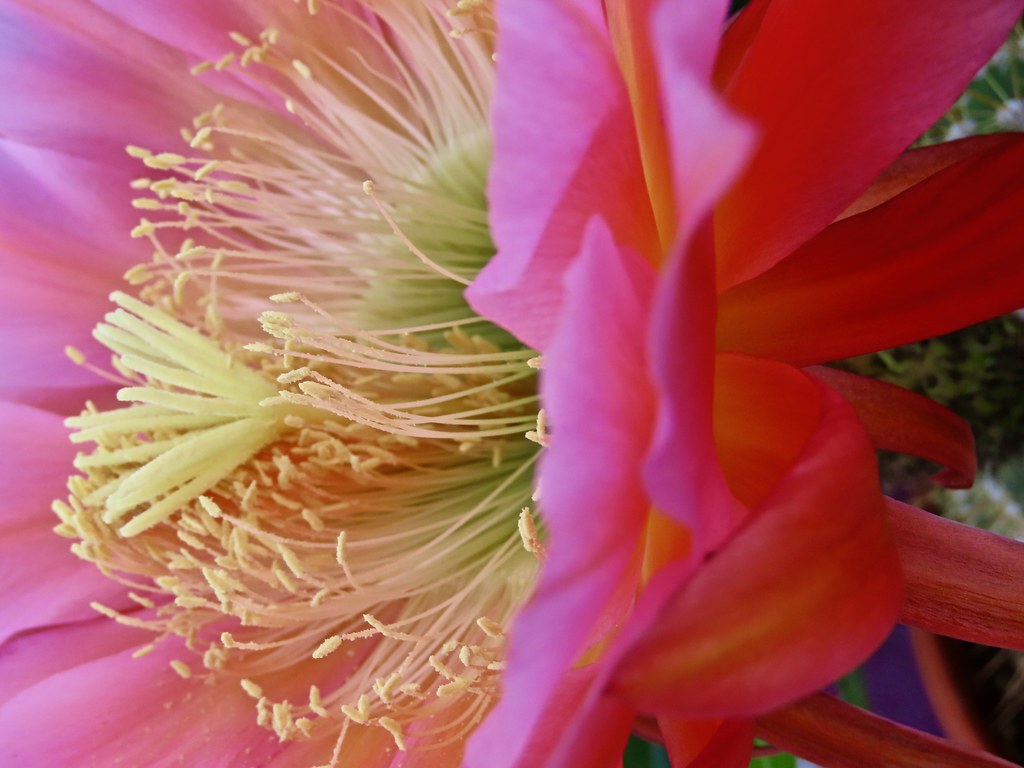 Elegant Profile Trumpet Flower Cactus Pink, Yellow, Cream,… Flickr