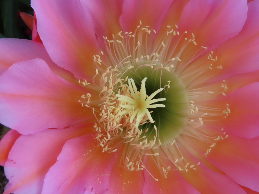 Structured Beauty Inside Trumpet Flower Cactus Pink, Yello… Flickr