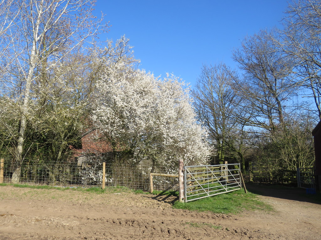 Prunus cerasifera Goodrest Farm, Kenilworth 27.2.2019b Flickr
