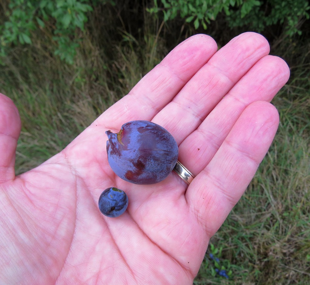 Blackthorn & Bullace fruit Kenilworth 2.9.2015b Showing … Flickr