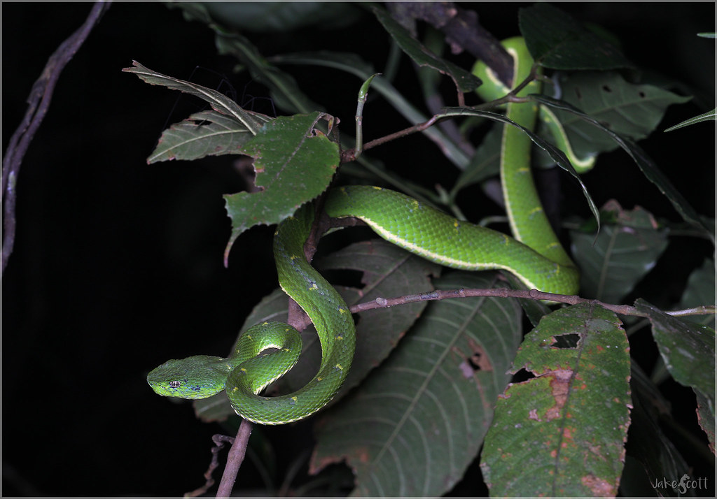 Sidestriped Palmpit Viper (Bothriechis lateralis) Flickr