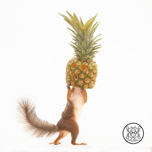 red squirrel holding a pineapple over the head red squirre… Flickr