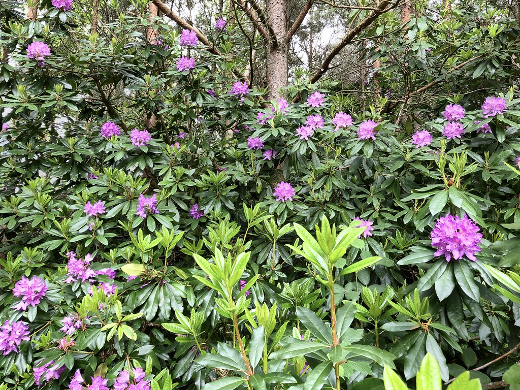 Crowthorne Rhododendron flowers in Swinley Forest, near Cr… Flickr