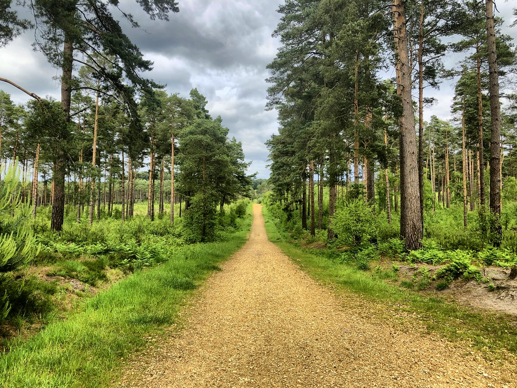 Crowthorne Swinley Forest, near Crowthorne, Berks Timo NewtonSyms