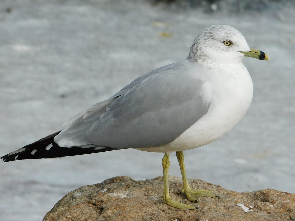 Ringbilled Gull 1/12/19 Holly Pond, Stamford, CT Peter DeGennaro