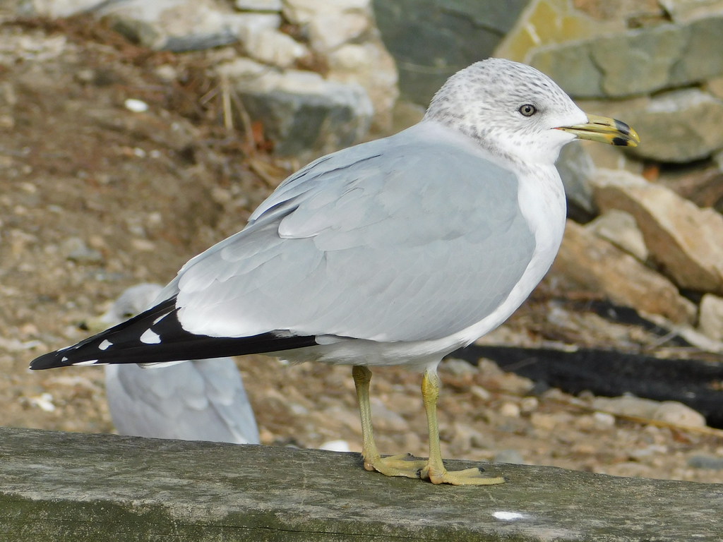 Ringbilled Gull 1/12/19 Holly Pond, Stamford, CT Peter DeGennaro