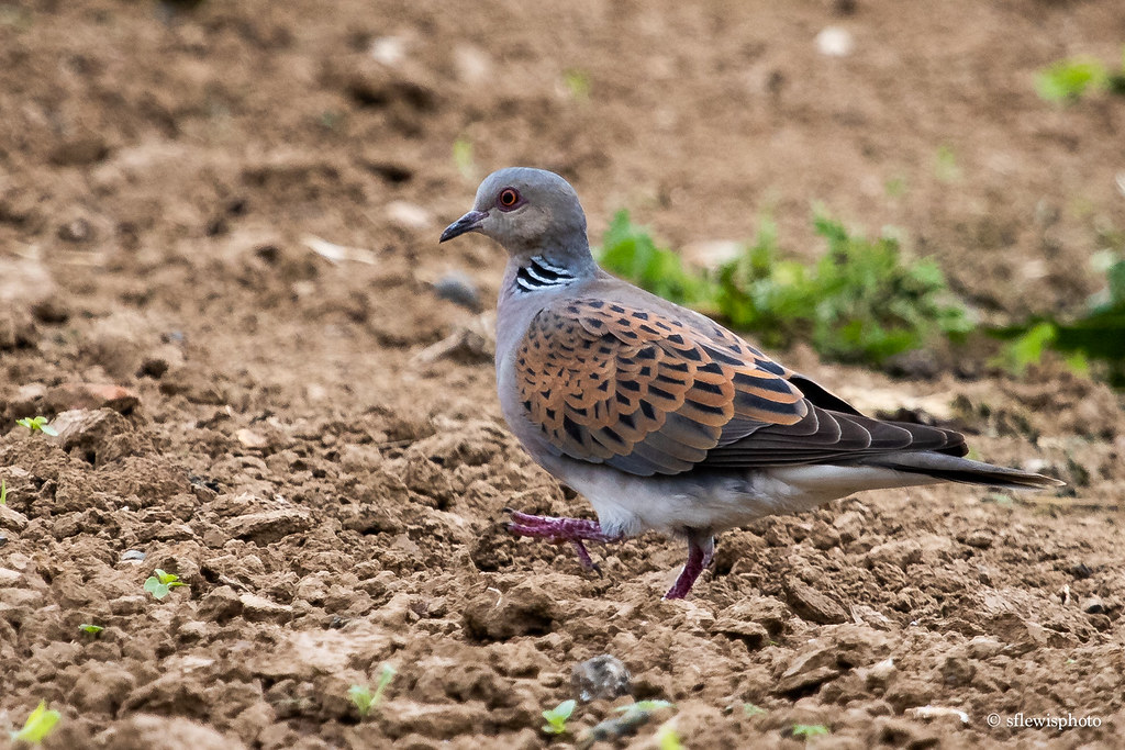Turtle dove Streptopelia turtur The turtle dove is