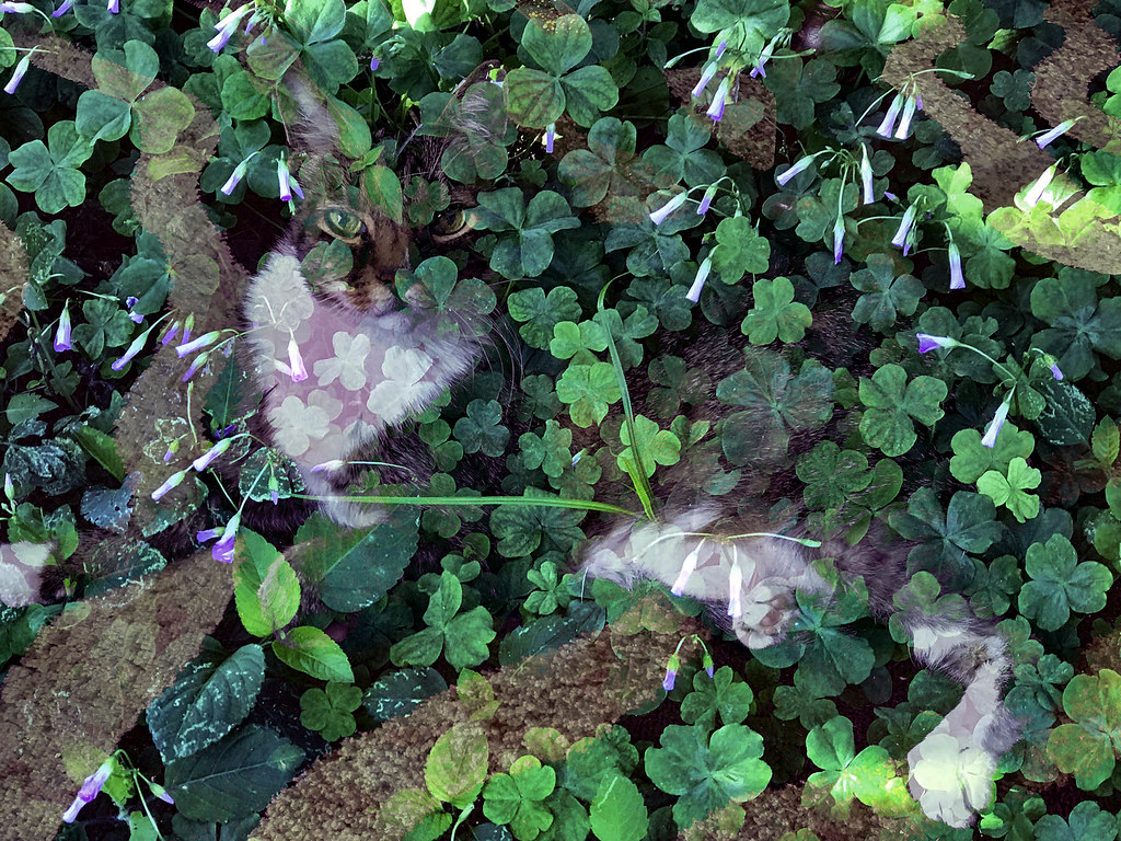 Looking For a Four Leaf Clover "Cats" Spotlight Your Best … Flickr