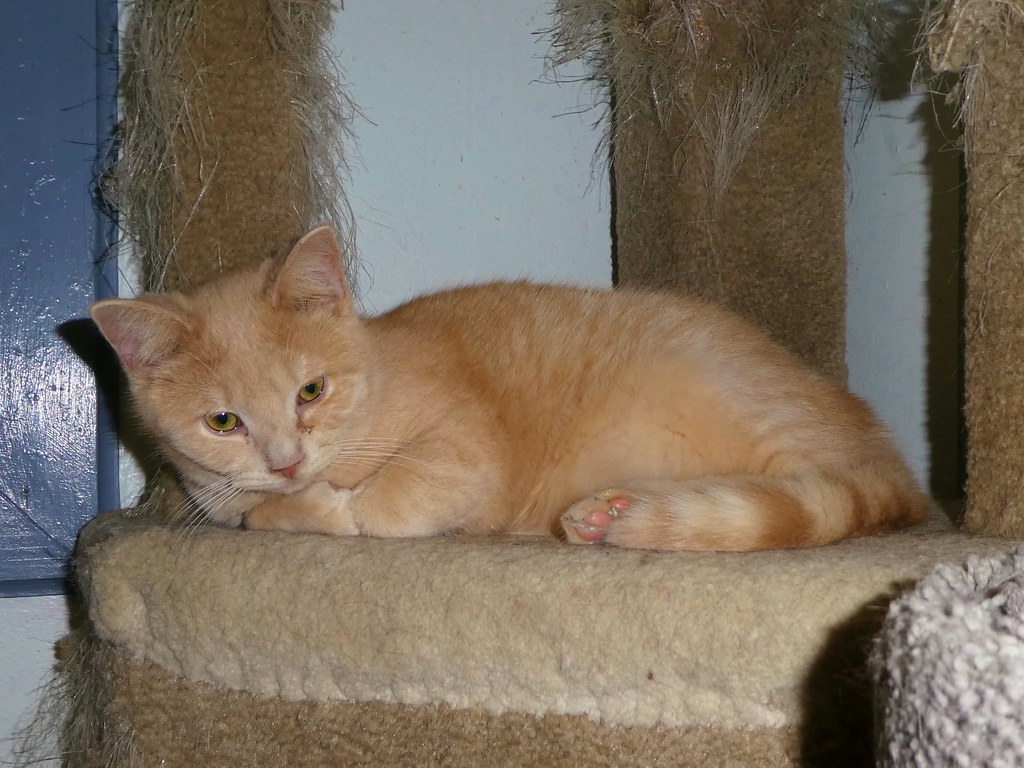 Colony Cats When visiting the grandkids in Columbus, Ohio,… Flickr