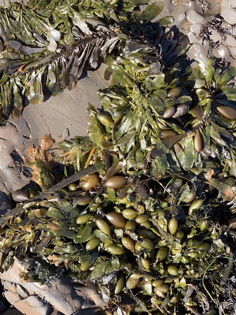 Feather Boa Kelp Dana L. Brown Flickr