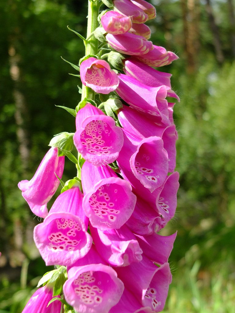 der Rote Fingerhut, Wiss. Name Digitalis purpurea Flickr