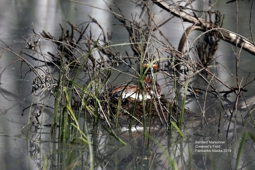 Horned Grebe Nest_D34A0258 More Creamer's Wildlife refuge … Flickr