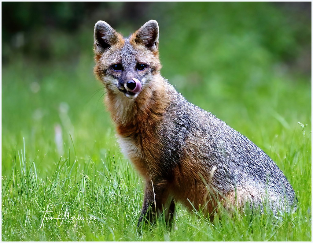 Young Gray Fox Gray Foxes are much rarer than red foxes, b… Flickr