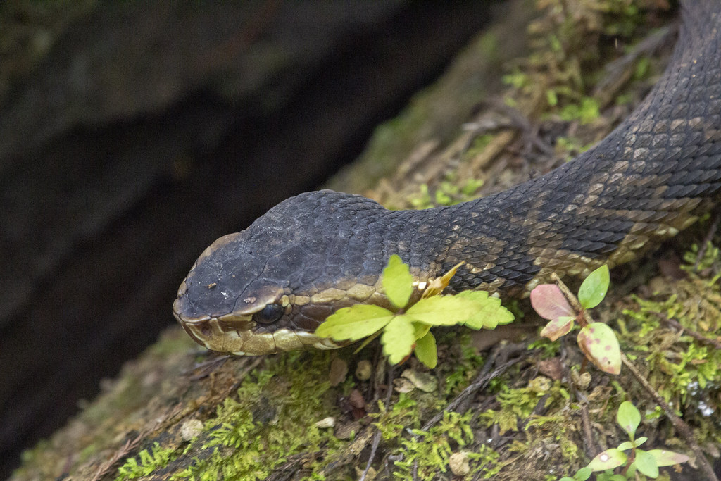 Cottonmouth Six Mile Cypress Slough Dennis Church Flickr