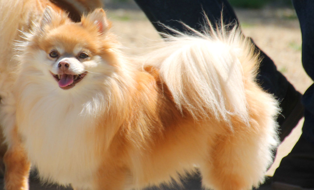 At the Eisenhower Park dog run Small dogs division Terry Ballard