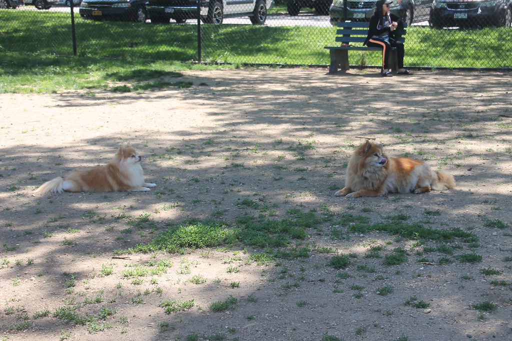 At the Eisenhower Park dog run Small dogs division Terry Ballard
