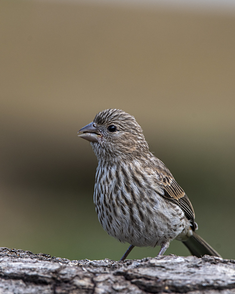 FHF_5024 A juvenile female House Finch Larry Taylor Flickr
