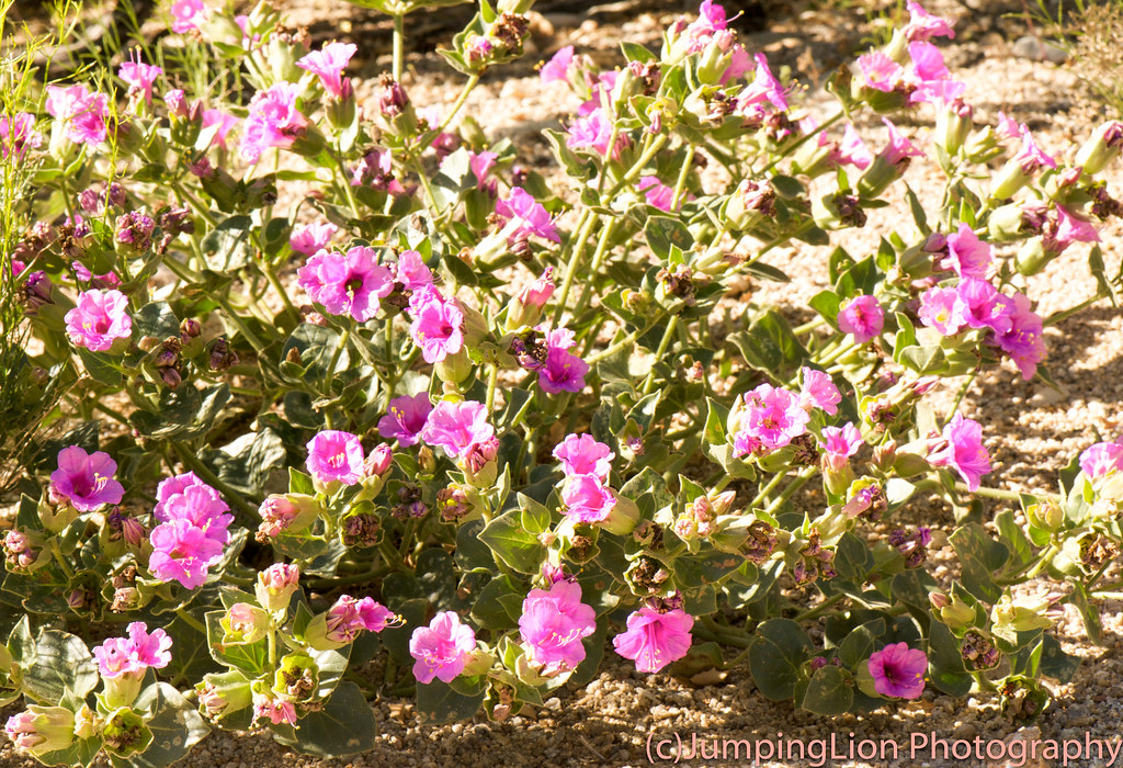 Four O'Clock Show This plant, called a Four O'Clock plant … Flickr