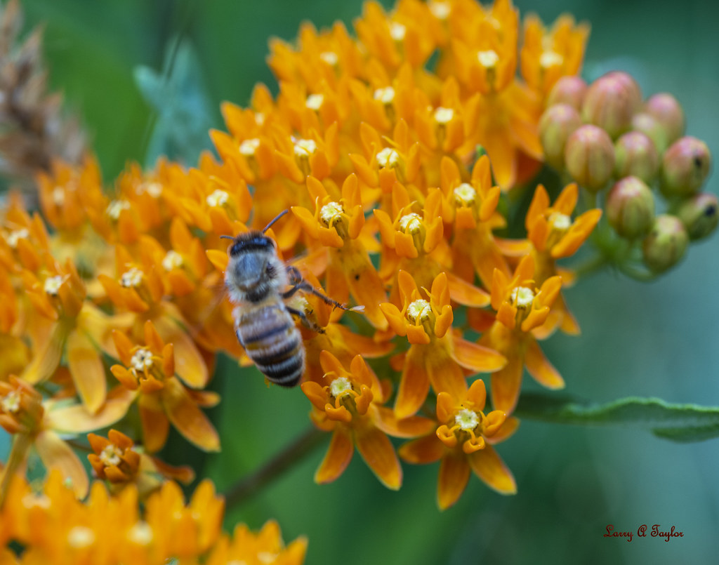 HoneyBee3071 Wild honey bee on wildflower Larry Taylor Flickr