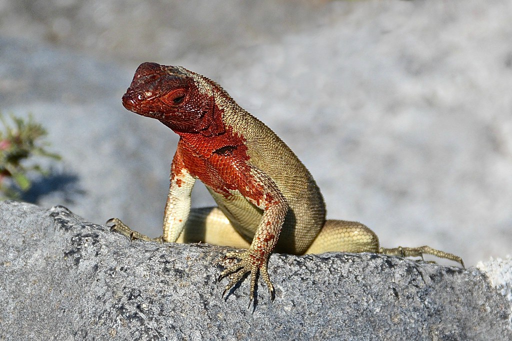 Lava Lizard, Galapagos Islands I thought this little