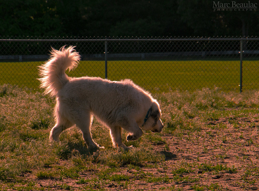 Warwick dog park LV Flickr