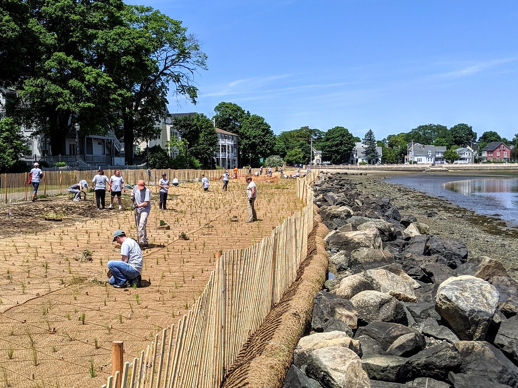 CZM_Salem_Collins Cove salt marsh restoration_JK Volunteer… Flickr