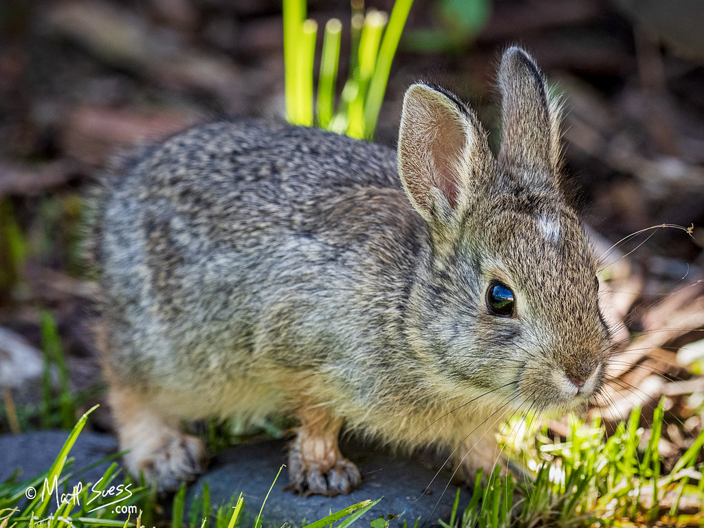 wild baby mountain cottontail rabbit A wild baby Mountain … Flickr