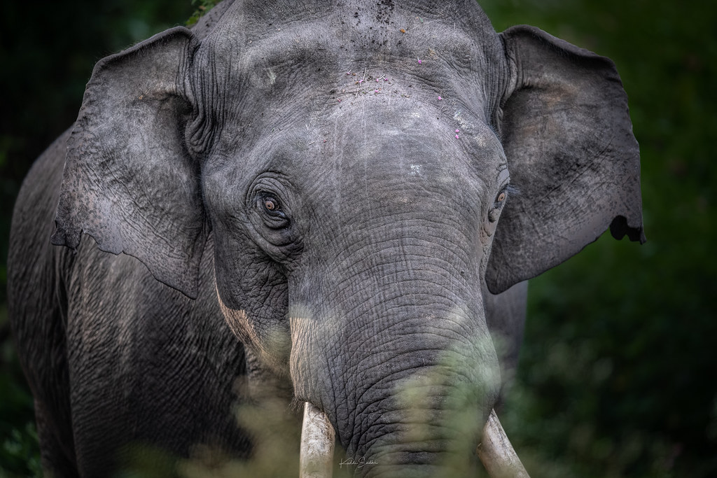 Gentle Giant One of my favorite animals that I love right … Flickr