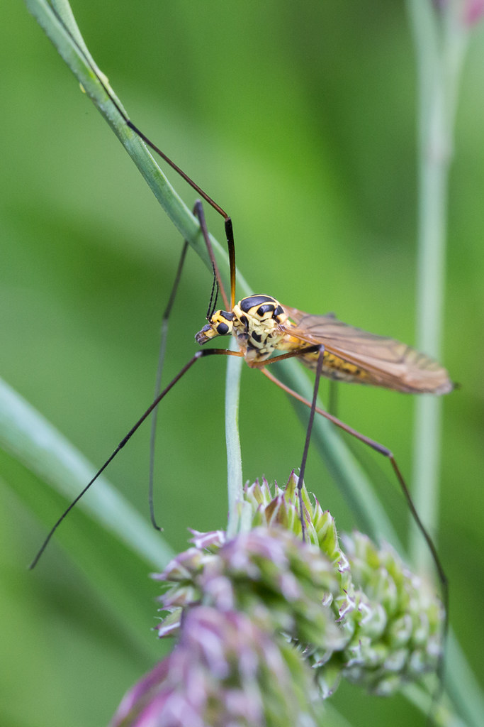 Tiger Crane Fly Best viewed large Brian Dunning Flickr