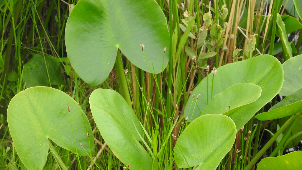 Sifton Bog (19) Alex Cameron Flickr