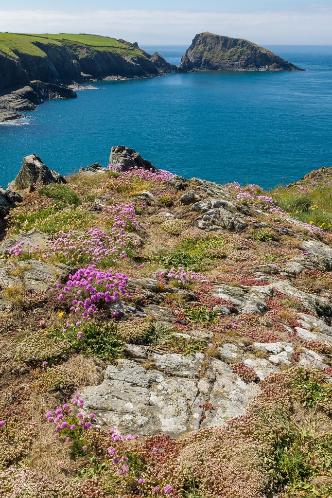 Cliff top flowers on Ynys y Castell. Cliff top costal gras… Flickr