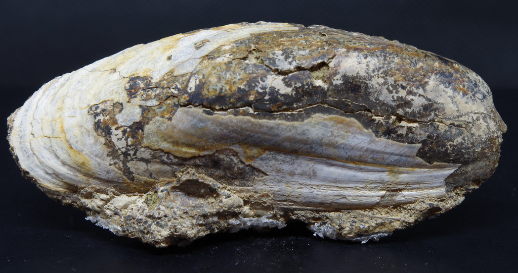 Pseudocardium denstum Kettleman Hills, California Flickr