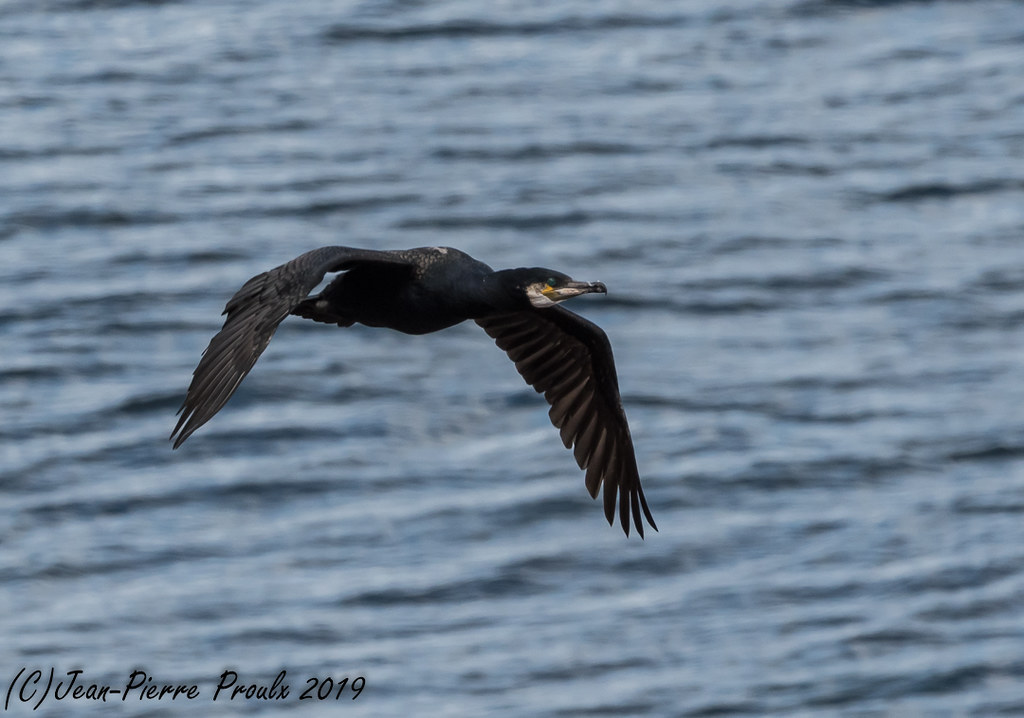 Grand Cormoran / Great Cormorant Cap Espoir, Gaspésie . Qc… Flickr