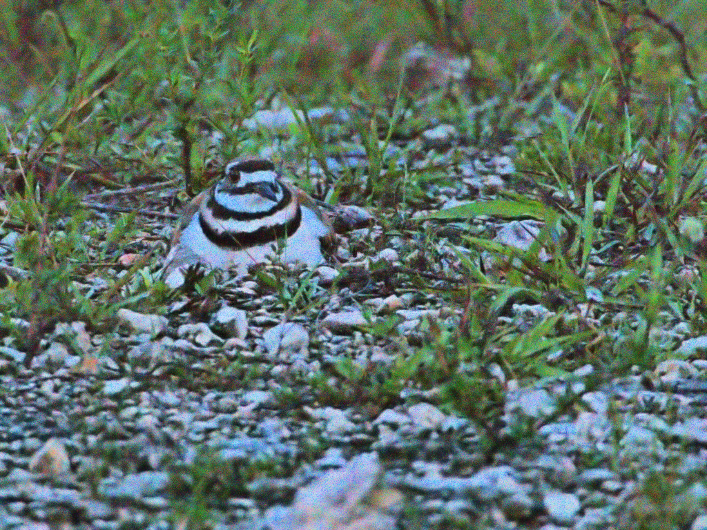 Killdeer incubating before sunrise 20190616 Images from mo… Flickr