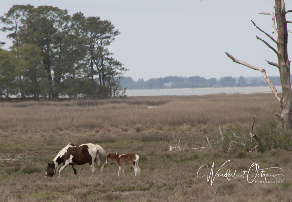Chincoteague Ponies j. elizabeth clark / liz summit Flickr