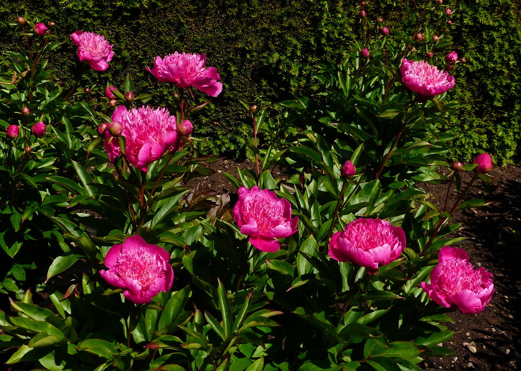 Peony Kelway's Majestic at Lilburn Tower Gardens At Lilbur… Flickr