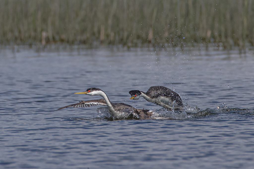 Western Grebes Catch me if you can😁😁 Peter Stahl Flickr