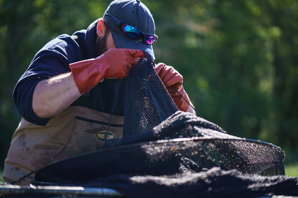 Klawock Lake Predation Study The Klawock Lake Watershed wa… Flickr