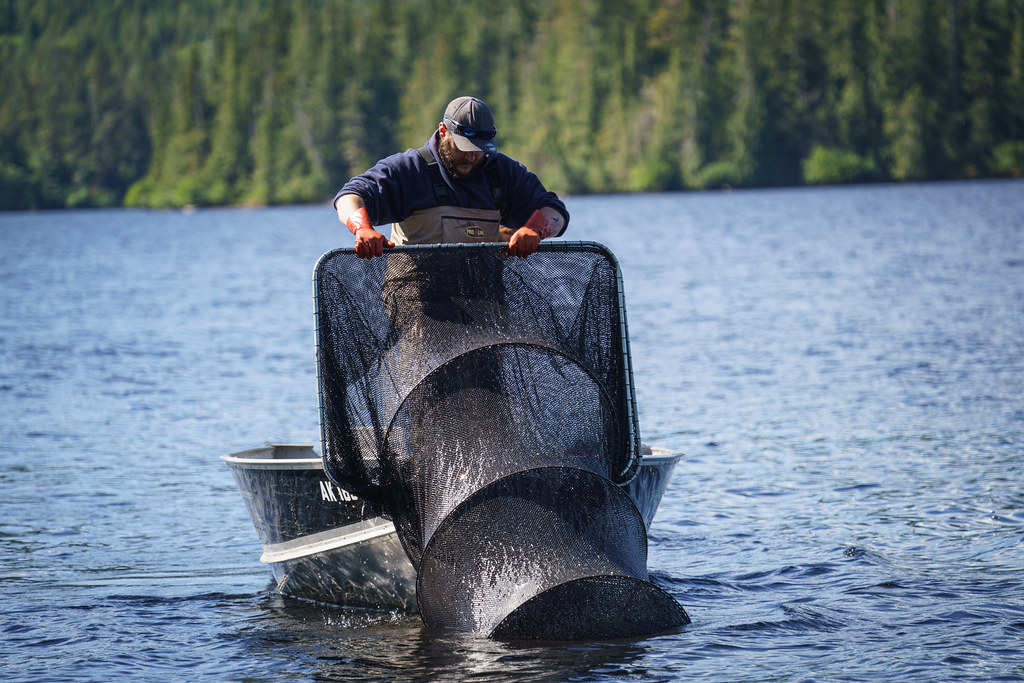 Klawock Lake Predation Study The Klawock Lake Watershed wa… Flickr