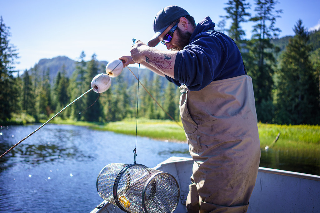 Klawock Lake Predation Study The Klawock Lake Watershed wa… Flickr