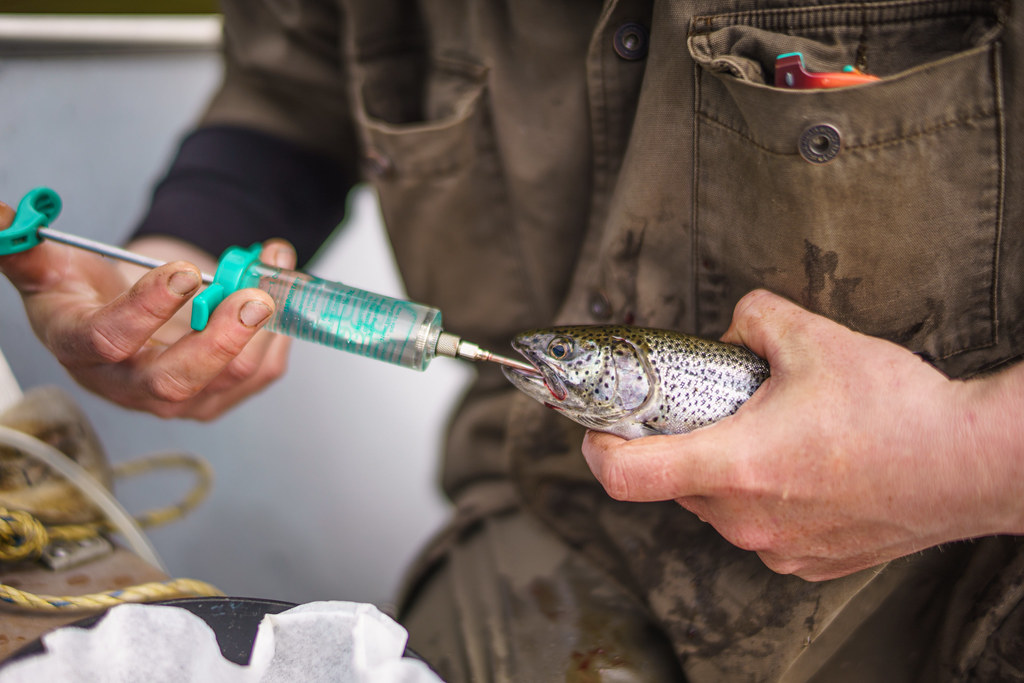 Klawock Lake Predation Study The Klawock Lake Watershed wa… Flickr