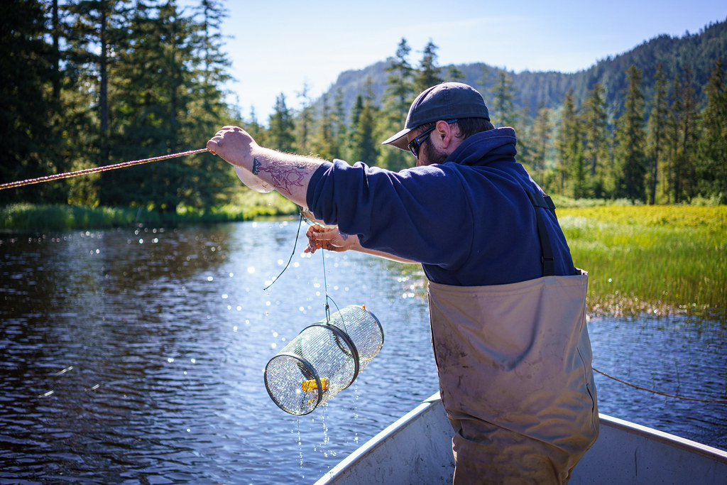 Klawock Lake Predation Study The Klawock Lake Watershed wa… Flickr