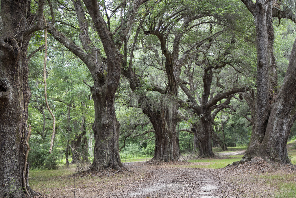 06.19.19 Bonneau Ferry WMA Cordesville, SC Flickr