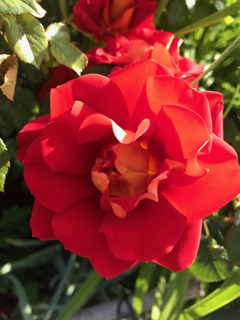 Flowers in downtown Edmonds. anonymoust Flickr