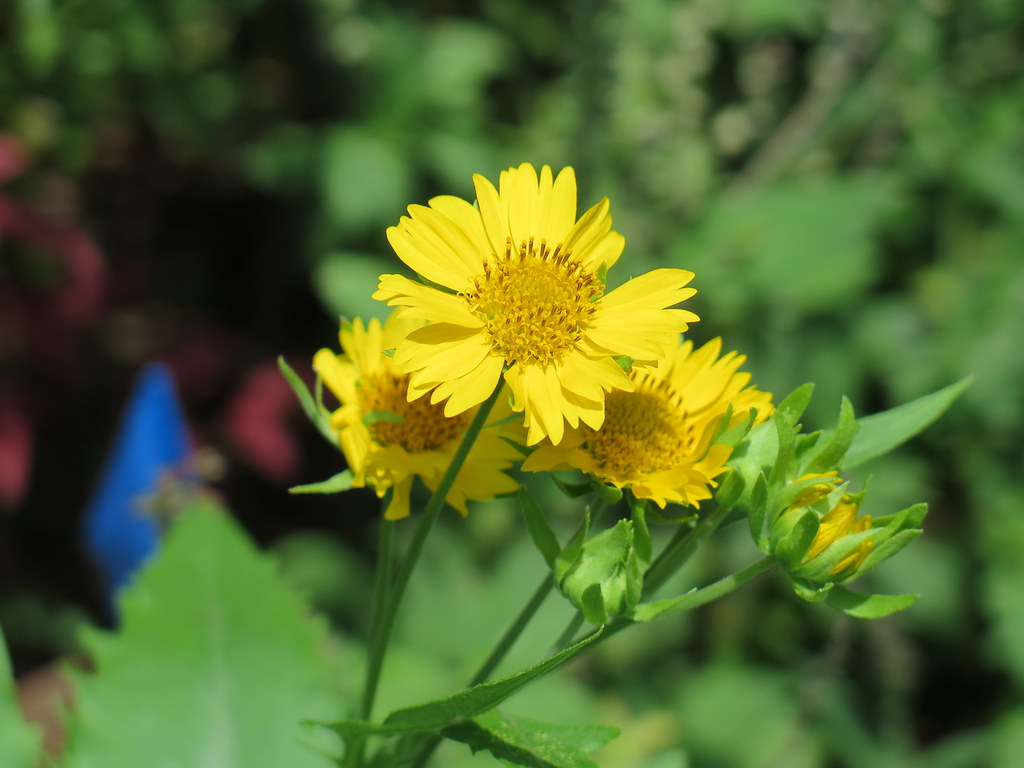 Cowpen daisy (Verbesina encelioides) Asteraceae my backyar… Flickr