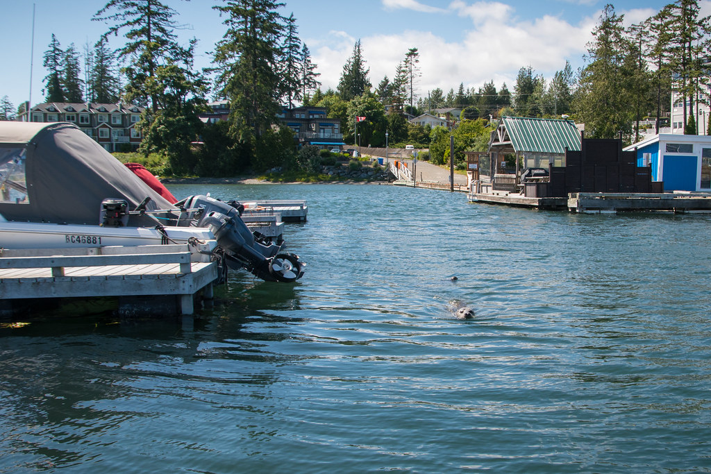 Exploring Sooke Exploring Sooke thanks to our home base, S… Flickr