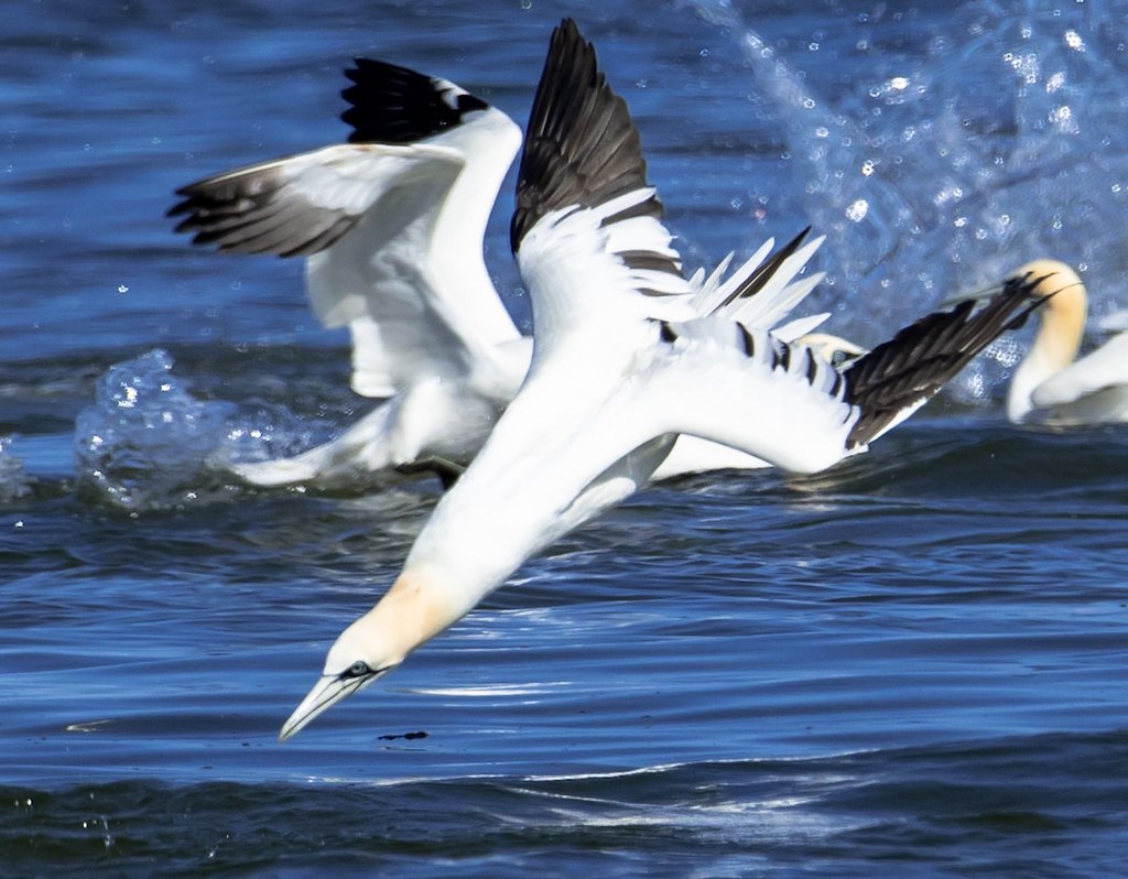 Bothwell PEI roberta palmer Flickr