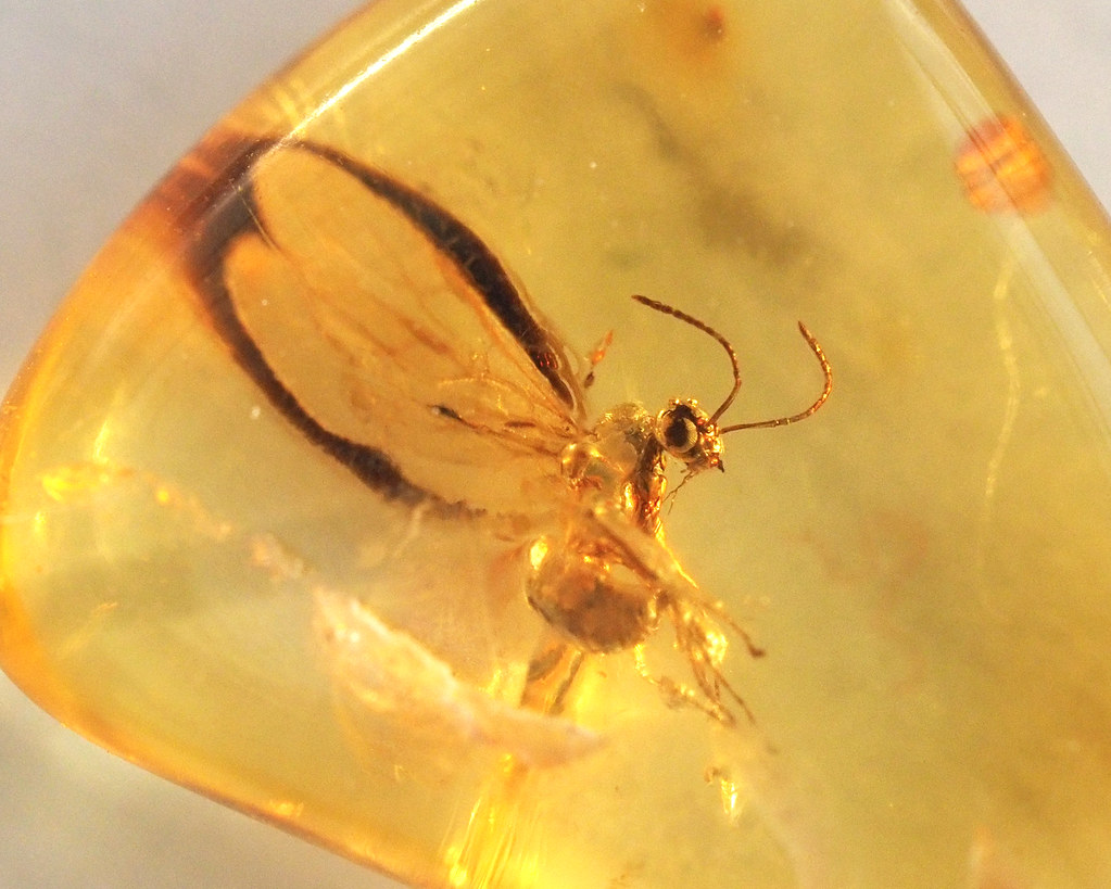 Prehistoric Insect in Amber Possibly 38 million years old … Flickr
