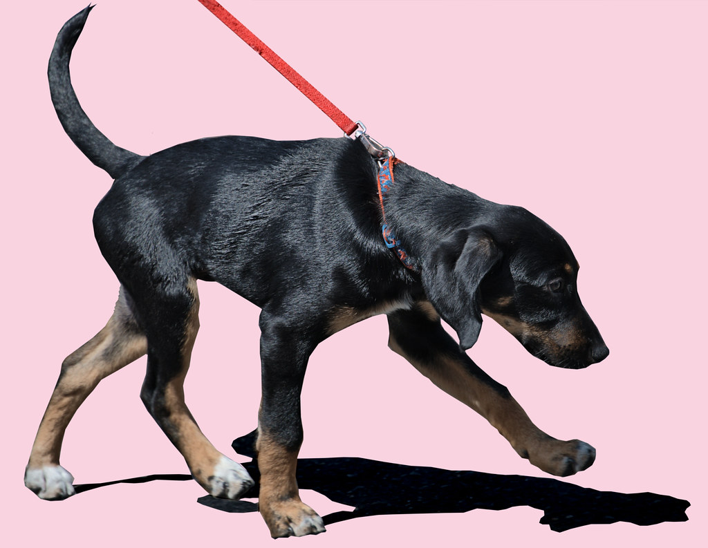 Dog On A Leash Did you know . . .dogs are not colorblind i… Flickr