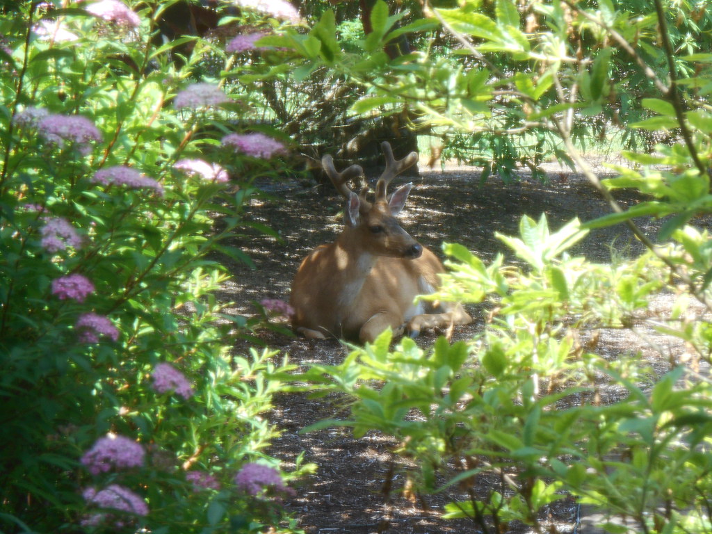 Wild Deer in the Yard Ginger Flickr